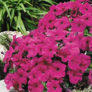 Petunia Lambada F1 Purple